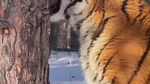 Tiger sharpening it's claws