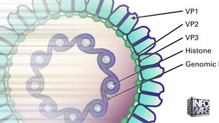TURBO CANCER REPLICATION MECHANISM FOUND: SV-40 Genetics