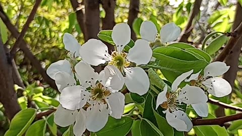 Blossoming pear
