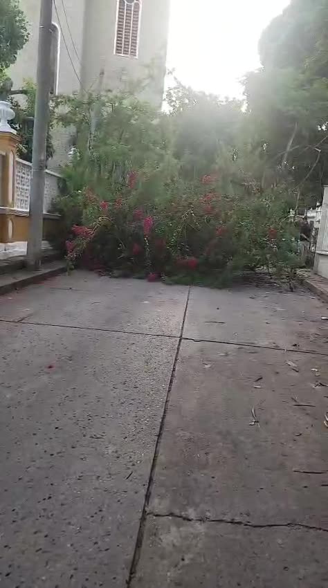 Bomberos atienden caída de árbol cerca a la iglesia La Ermita en Pie de la Popa