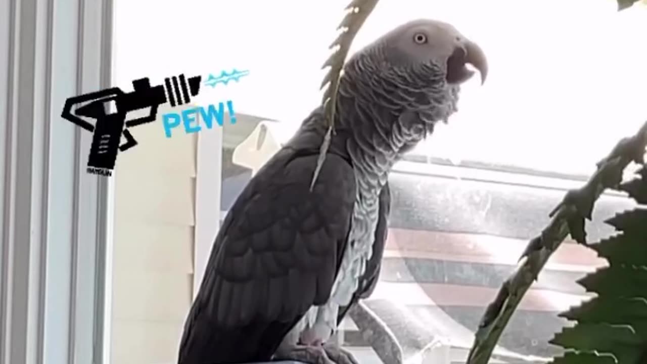 boss parrot talks back to alexa like a pro 😎