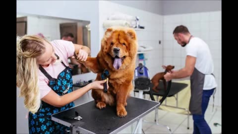 SD Pet Hair Removal