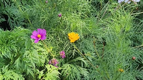 The Prettiest Scene, Just have to Share it." "Scene 2"