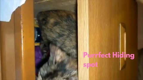 WHEN YOU CATCH YOUR CAT in the drawer Having "Me Time"