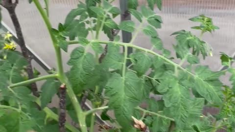 Tomato / Cucumber