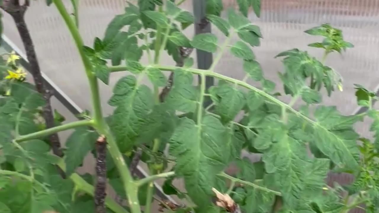 Tomato / Cucumber