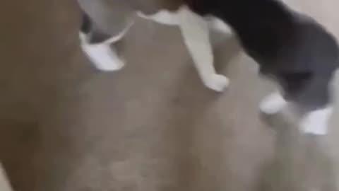 Pisica și Câinele – Cei mai haioși colegi de apartament! 😂🐶🐱