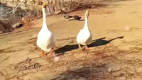 A kind hearted woman helped a mother goose to save her baby🐣❤️🪿 #Viral #Animal #Love