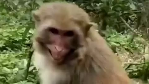 Prank dog & Fake Tiger Vs Dog Prank Video pettube ep 06