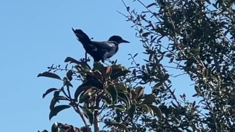 The 12 Days of Christmas: Florida Style