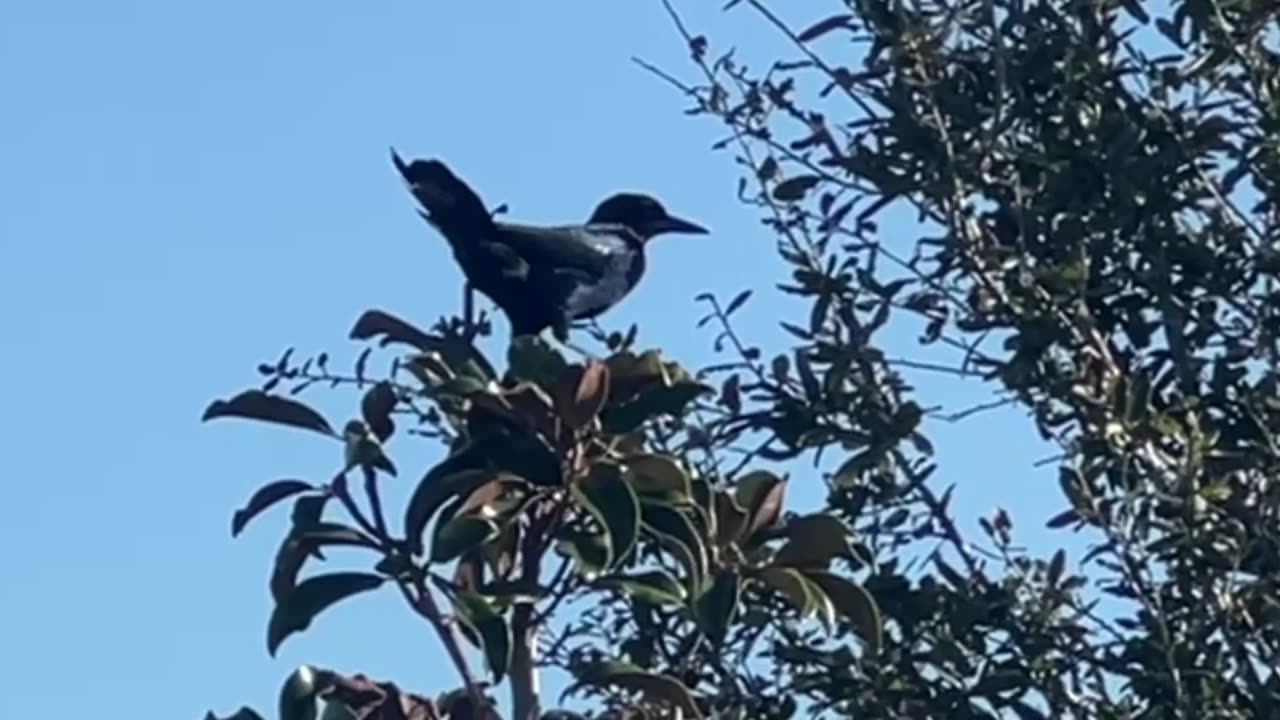 The 12 Days of Christmas: Florida Style