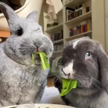 Just two bunnies eating a snack.. 😅
