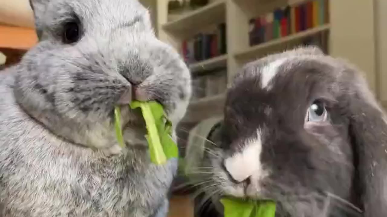 Just two bunnies eating a snack.. 😅