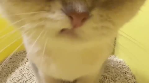 Here comes the adorable little kitty!