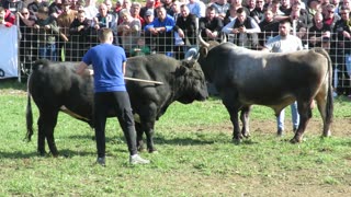 Peronja od Hukanovića vs Jablan od Kočića Sanica 2025