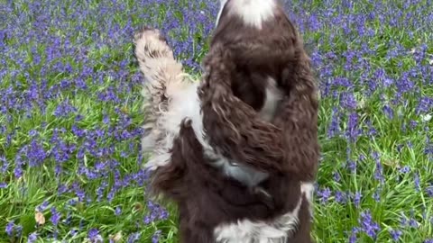 Spaniel Dances Through Bluebell Woods