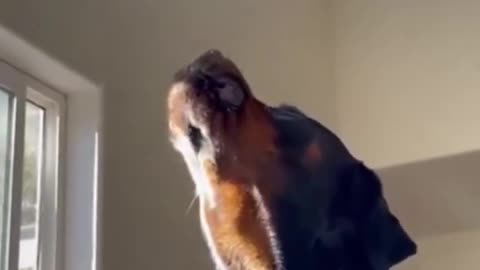 funny animal videos viral
