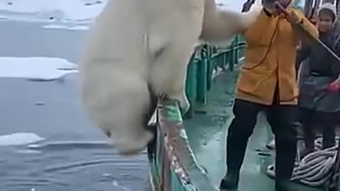 Orca Whale Saves Fishermen From Polar Bear Attack!