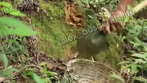 Build And Survive Alone Clay House Inside Big Tree How To Make stream Fish Trap
