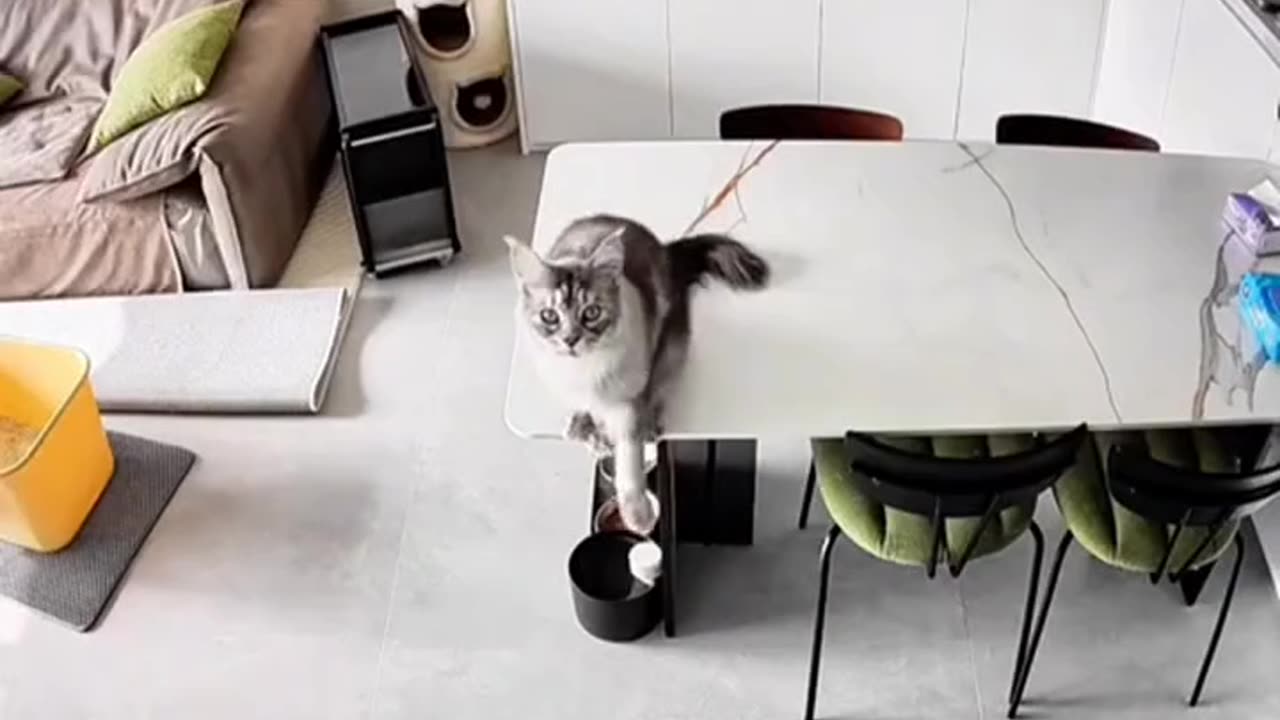 Funny Animal