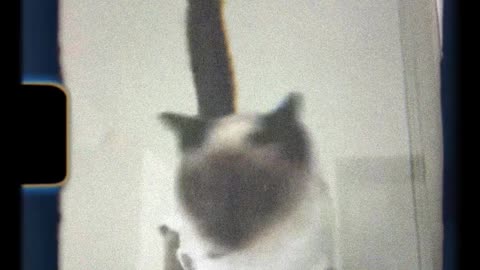 Watch How These Pets Break Every Rule in the House