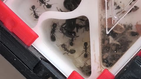 Ants startup colonies