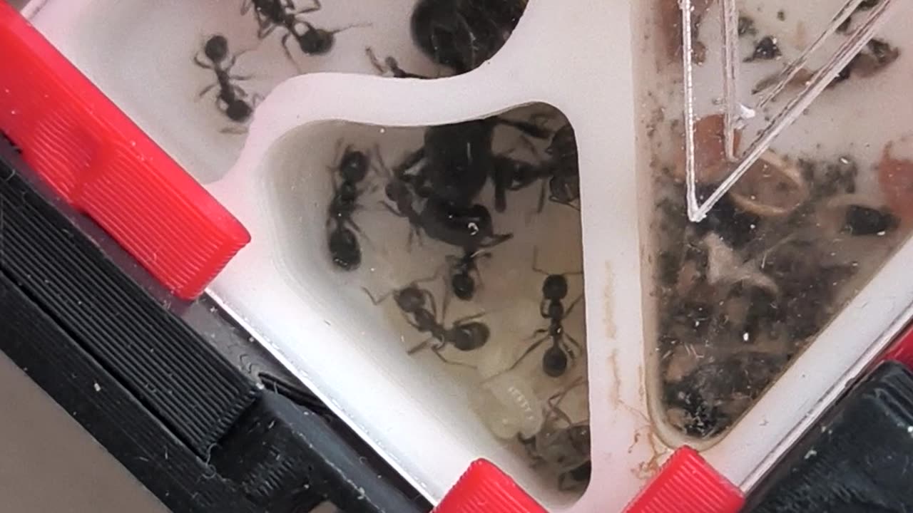 Ants startup colonies