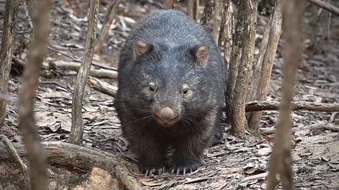 WOMBAT | Vombatus ursinus