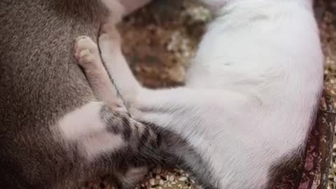 Cust cat