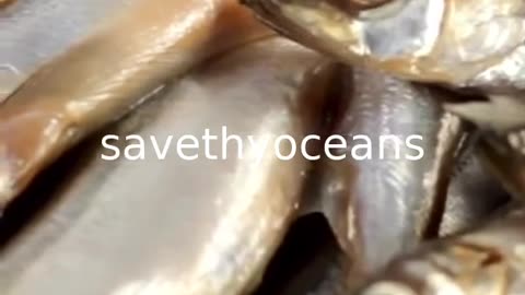 Capelin Are In Trouble