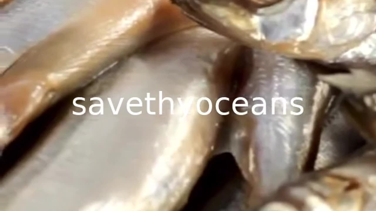 Capelin Are In Trouble