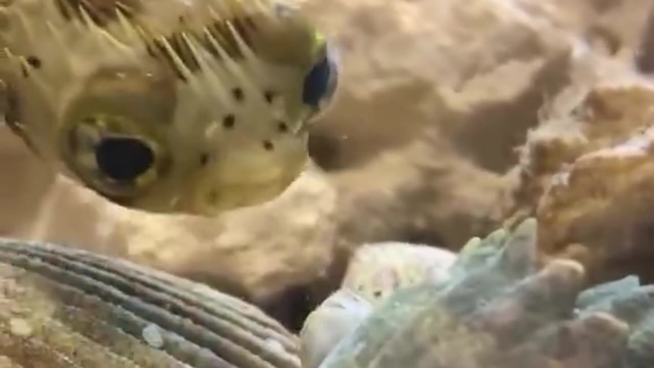 Pudding investigates the new hermit crab