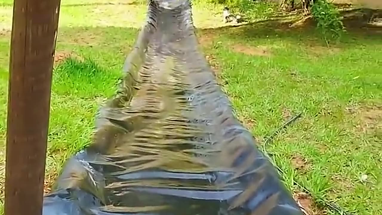 Dog falls into water