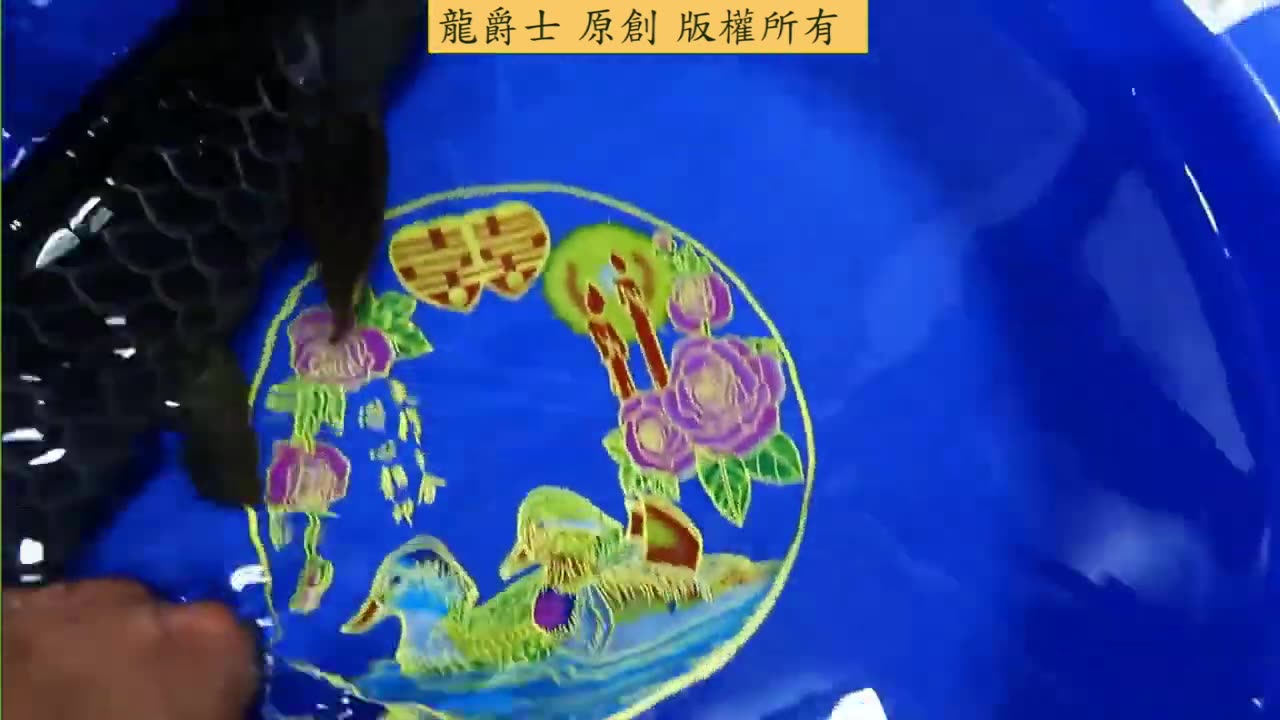 【龍爵士】紀錄 藍底過背的天花板 極上藍底