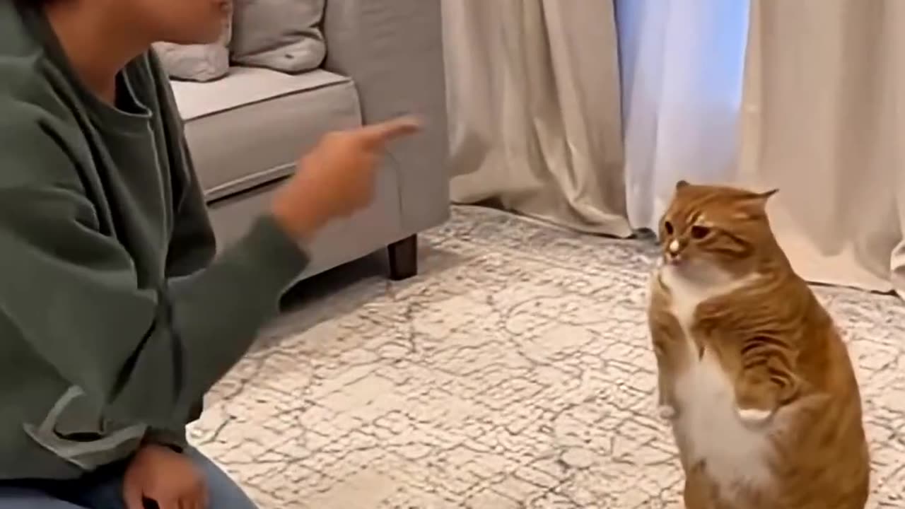 🤣😼 Cat Blamed, 🐶 Dog Confused — 🤔 Someone’s Lying! | Funny Ai Cat & Dog Story | Animal Comedy Short