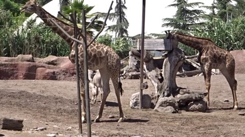 buinzoo
