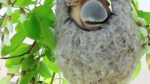 Amazing birds in nature