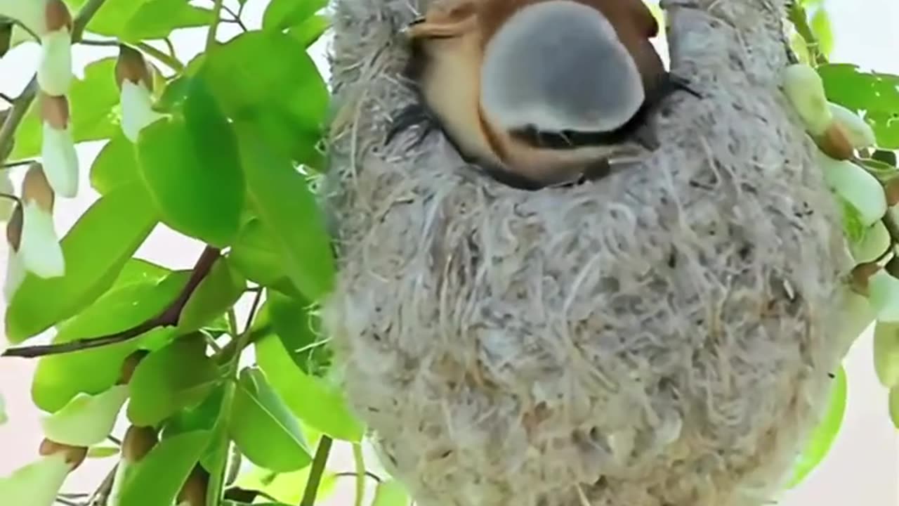 Amazing birds in nature