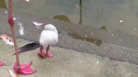 Baby flamingo learning to stand on one leg.. 😅