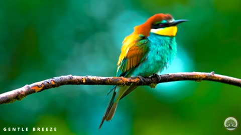 The Hidden Beauty of Wild Birds in Spring Wonderland