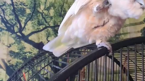 Rotten Bird