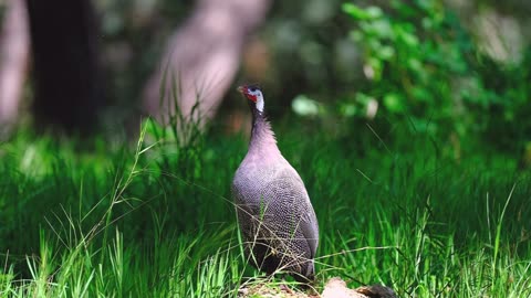 Guinea Fowl Sounds in the Wild
