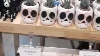 Flowers and day of the dead plants. Day 1, Part 6.