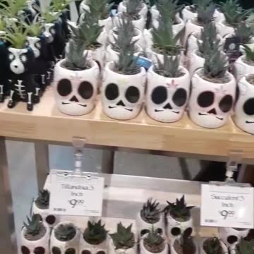 Flowers and day of the dead plants. Day 1, Part 6.