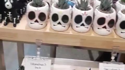 Flowers and day of the dead plants. Day 1, Part 6.