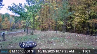 Birds at the Feeder