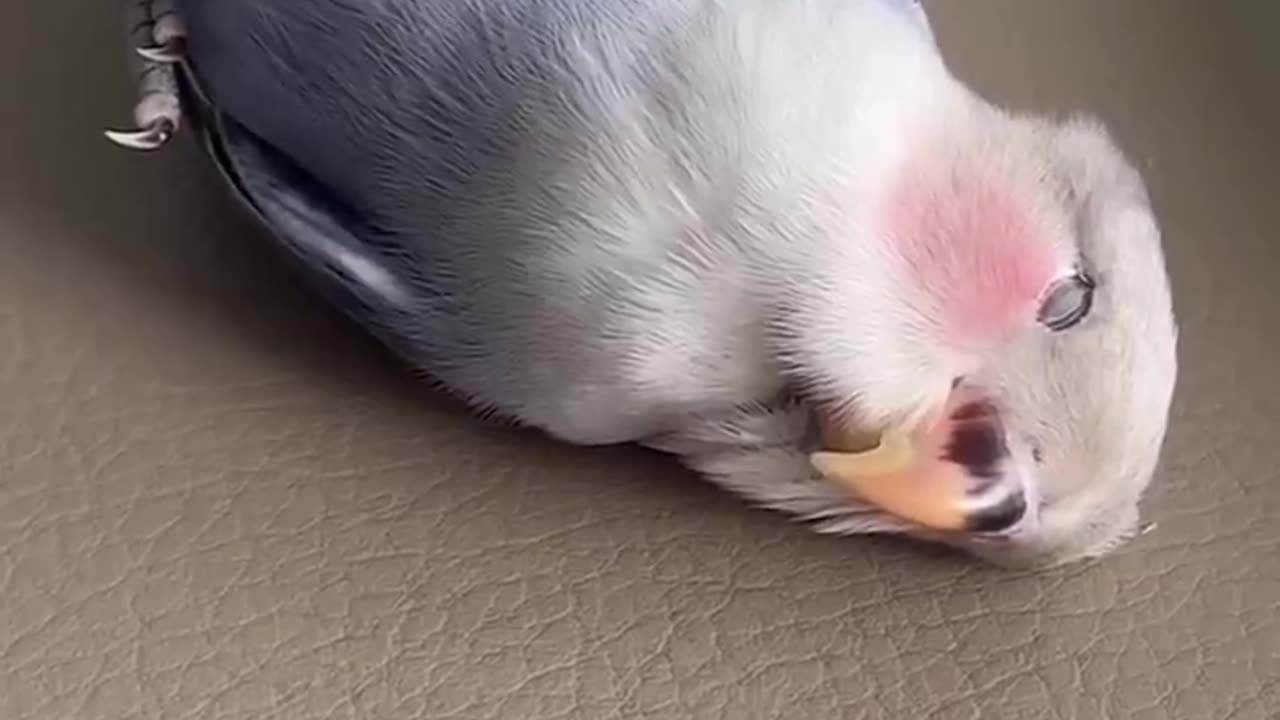 Cuteness overload 🥰🥰