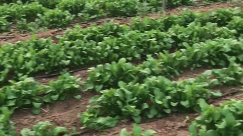 Arugula greenhouse