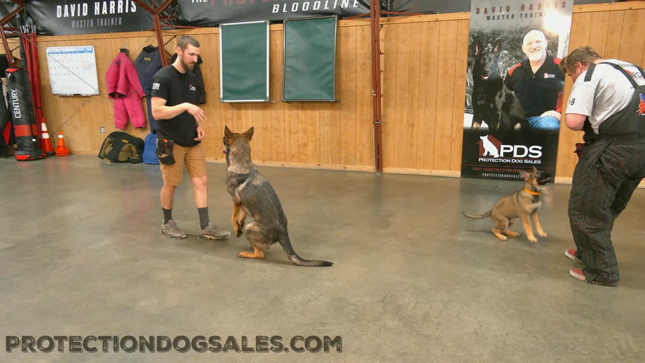 Little & big German Shepherds showing off