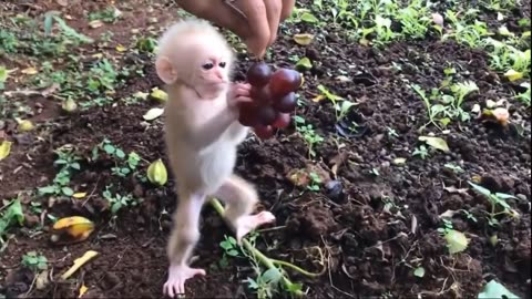 Cute baby monkey